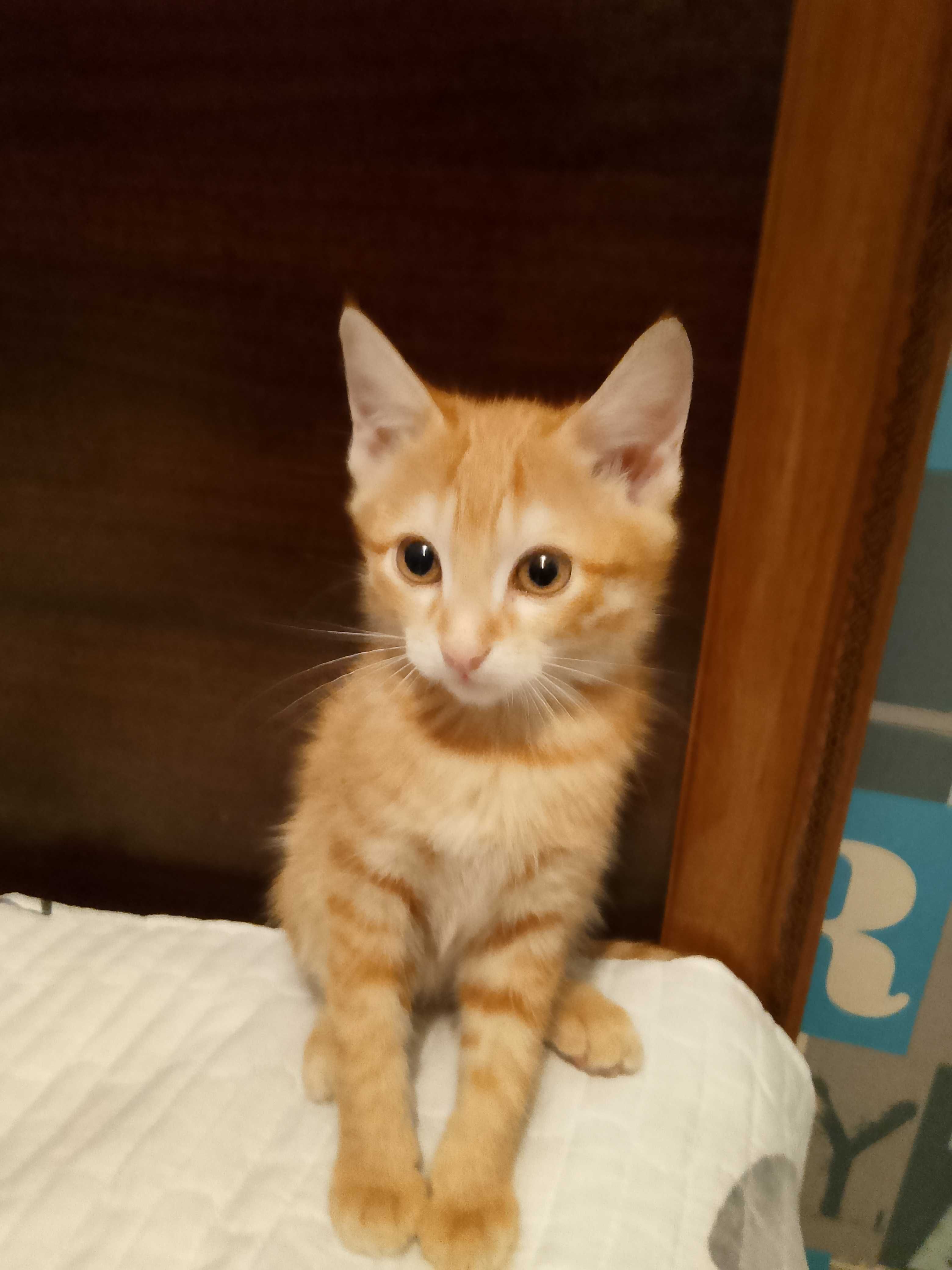 котенок (девочка)