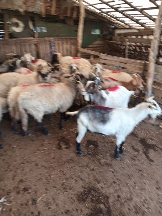 Vând oi și capre