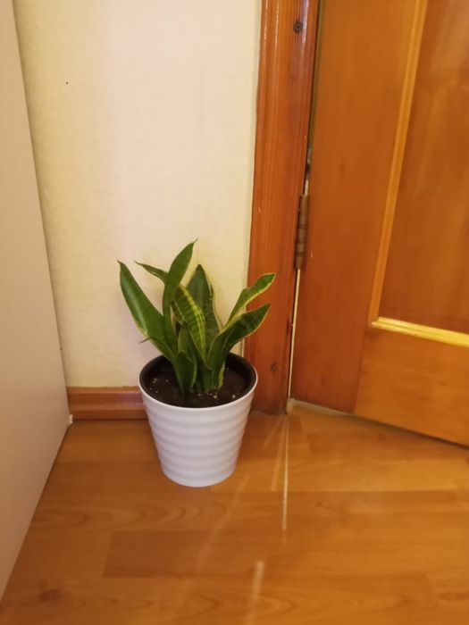 Продаю Цветы комнатные