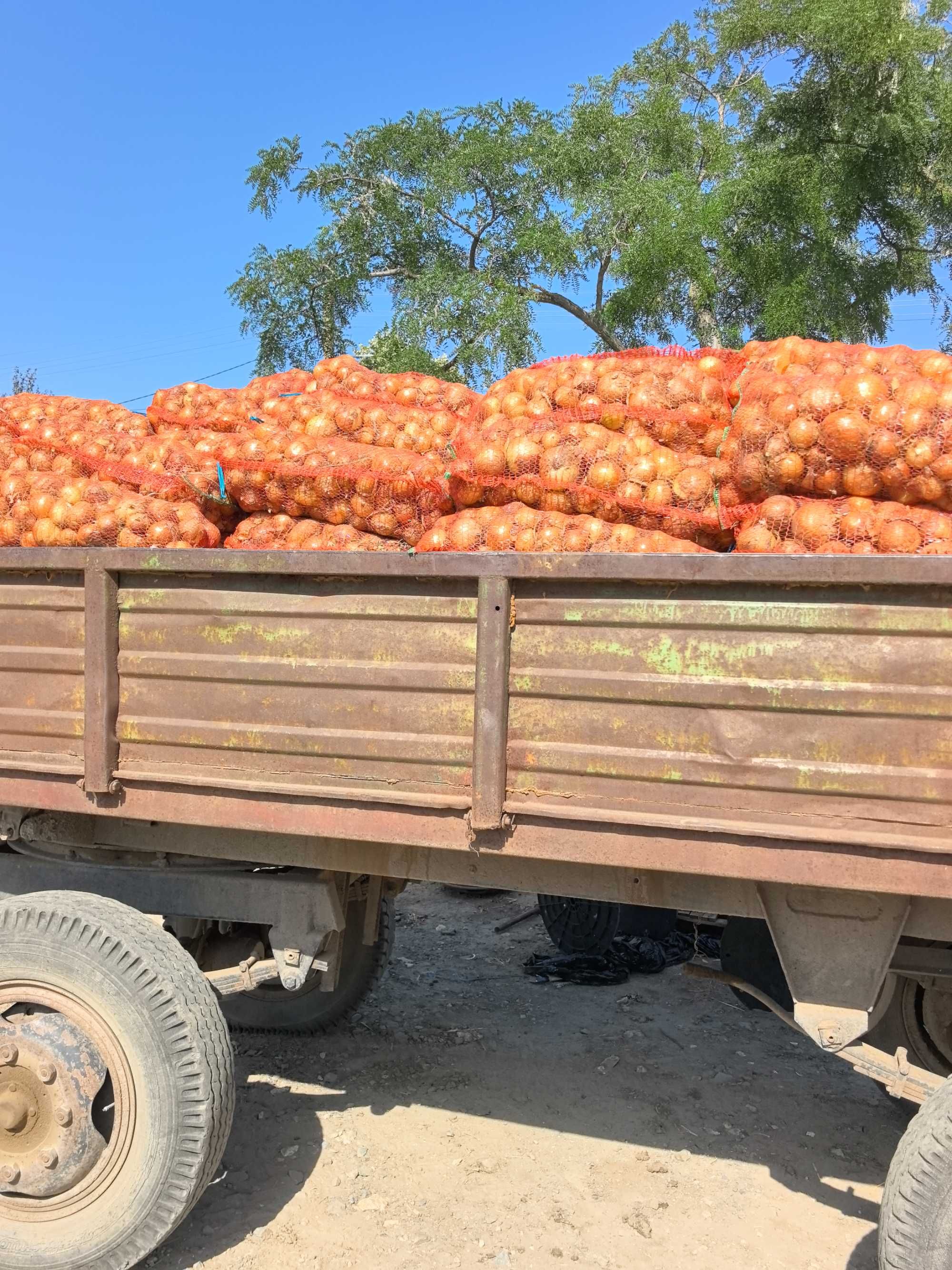 Ceapă Recolta 2025 calitatea întâi