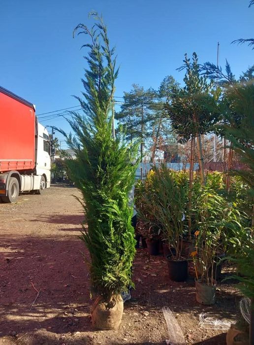 Cupressus leylandii 2.5m - 3m en - gross, calitate premium!