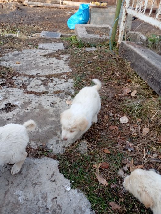 Продаются породистые щенки