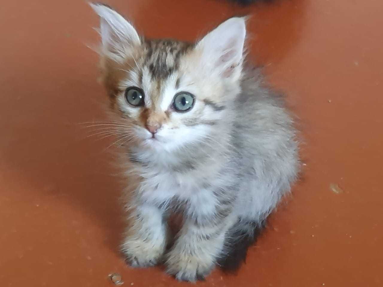 Котята домашние . Бесплатно .