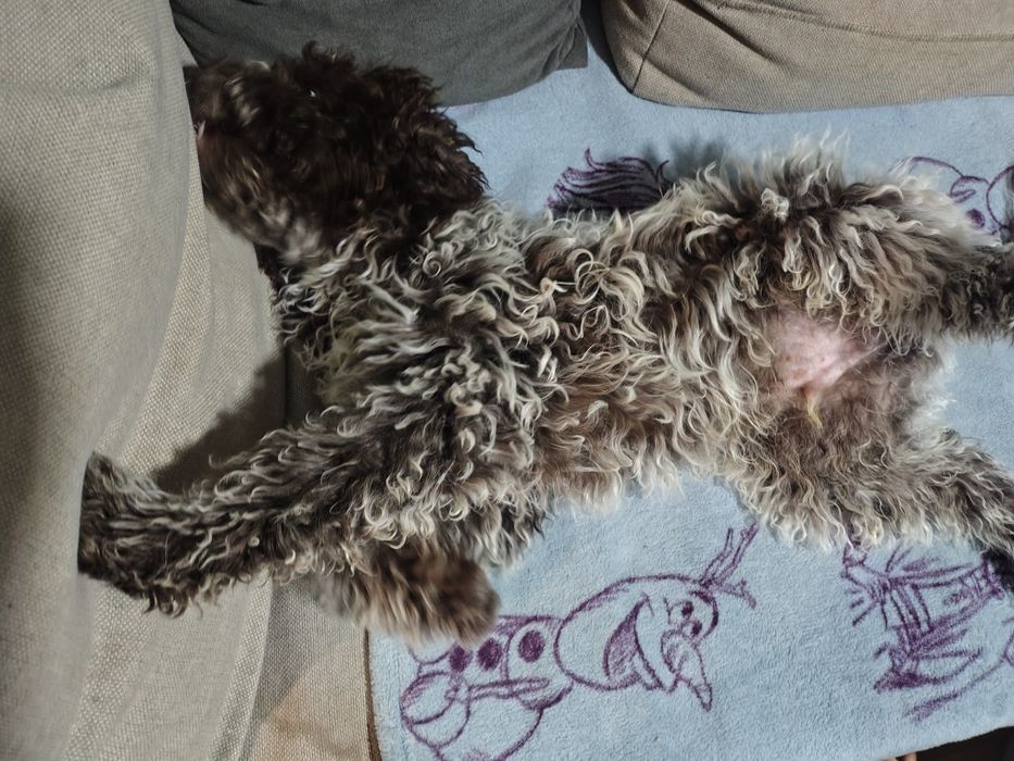 Лагото романиоло 4месеца всики ваксини,обезпаразитен