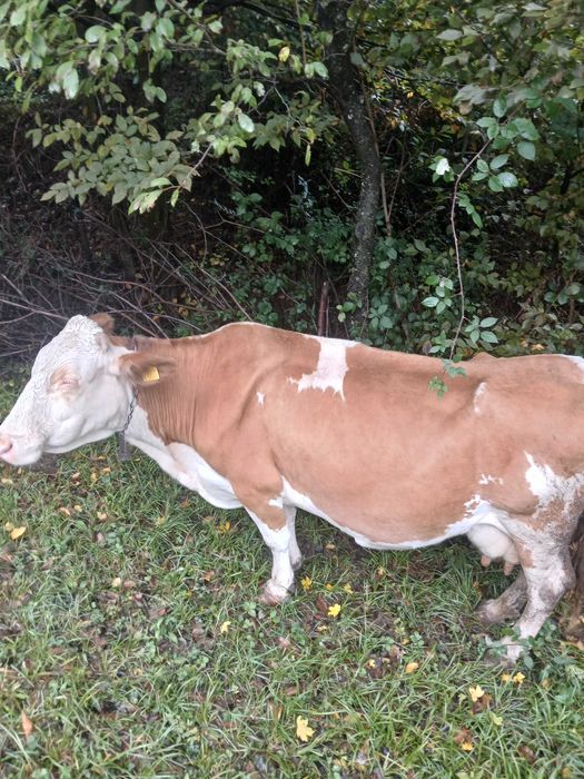 Vaca de vânzare vârstă 14 ani