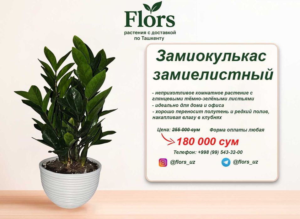 Цветы для дома и офиса - растение - Замиокулькас замиелистный