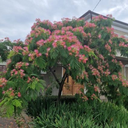 Vând puieți de arbori de mătase la  balot  și tei arginti la balot de