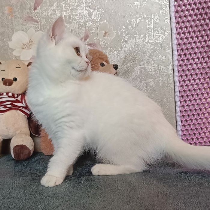 Скотиш страйт, мальчик