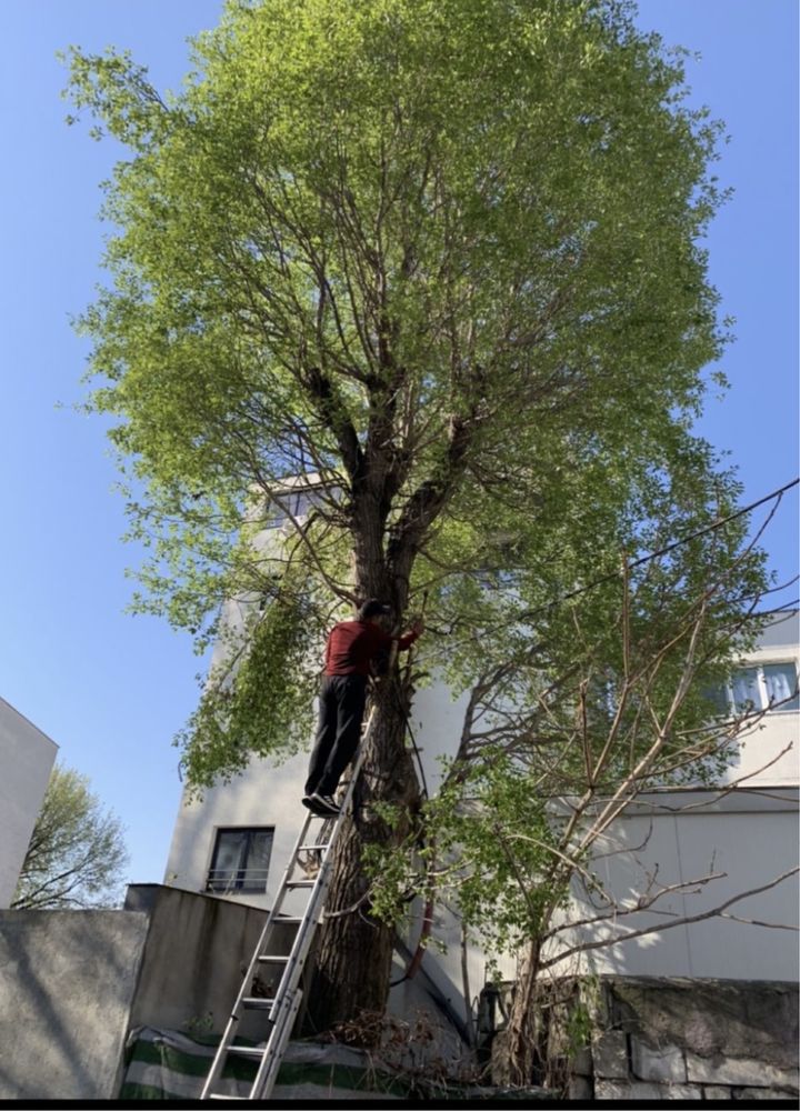 Tai lemne, arbori înalți