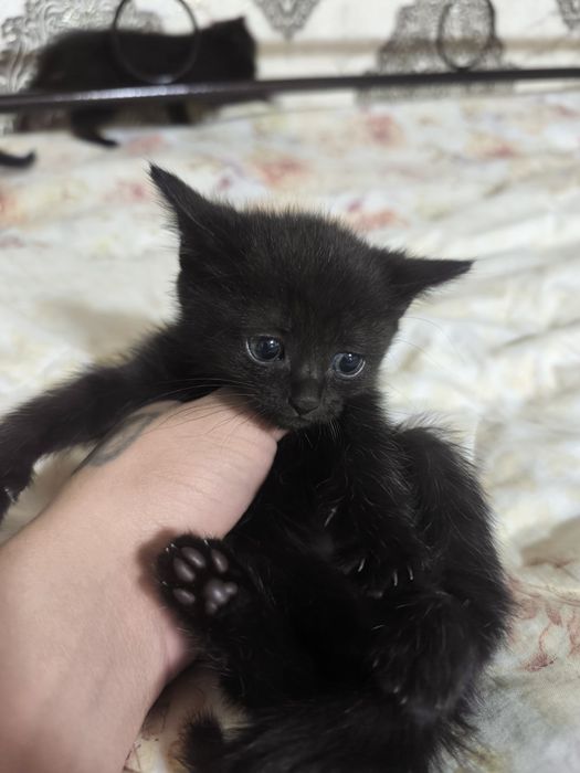 Мушукчаларимиз сотилади