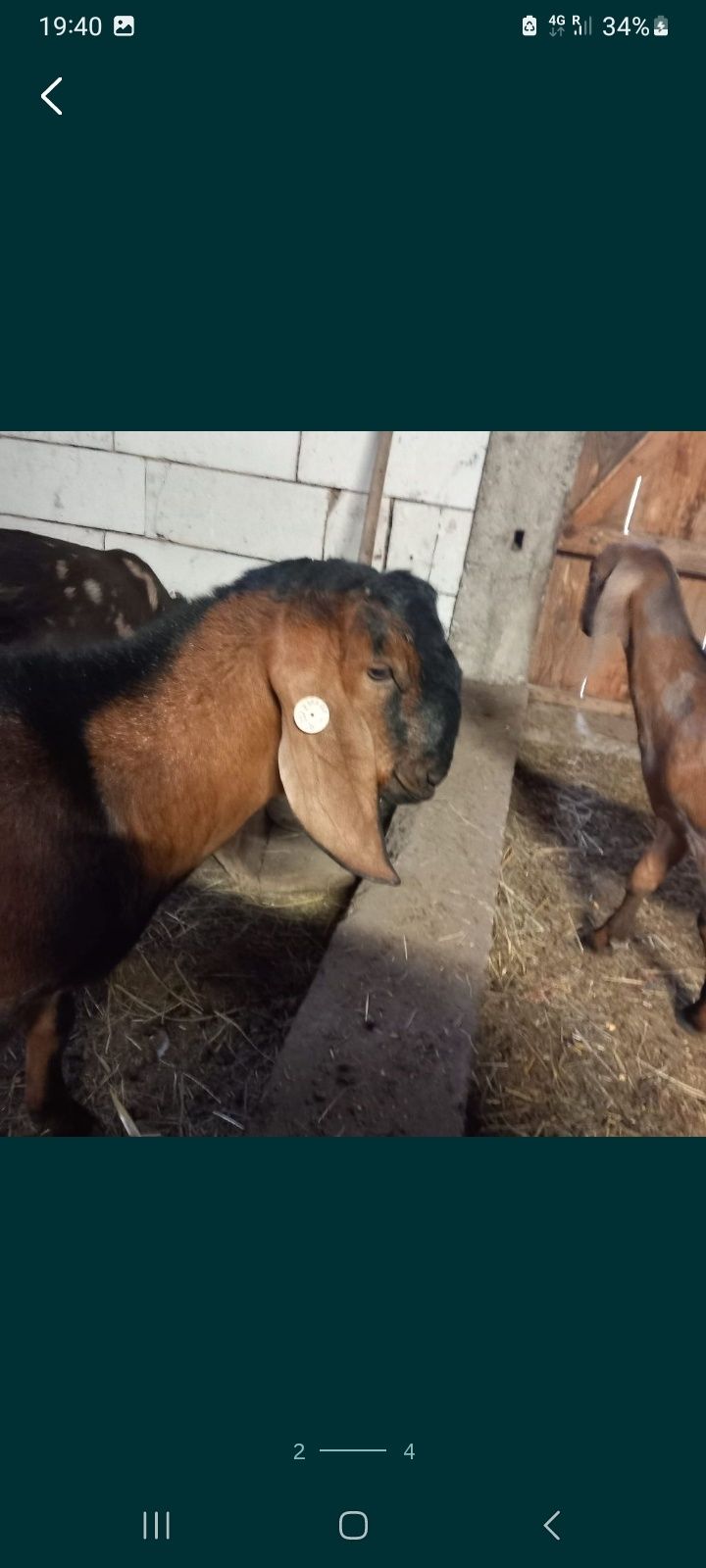 Țap de vânzare are un an