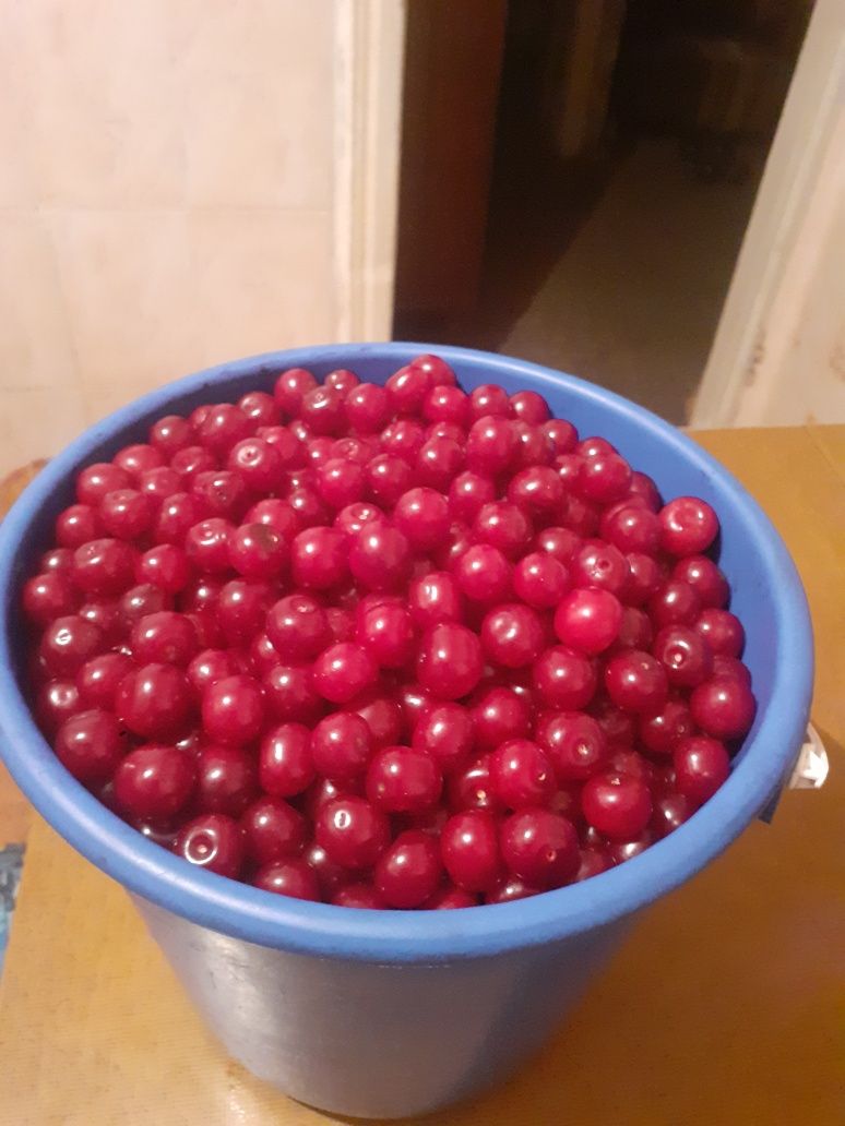 Продам садовую вишню