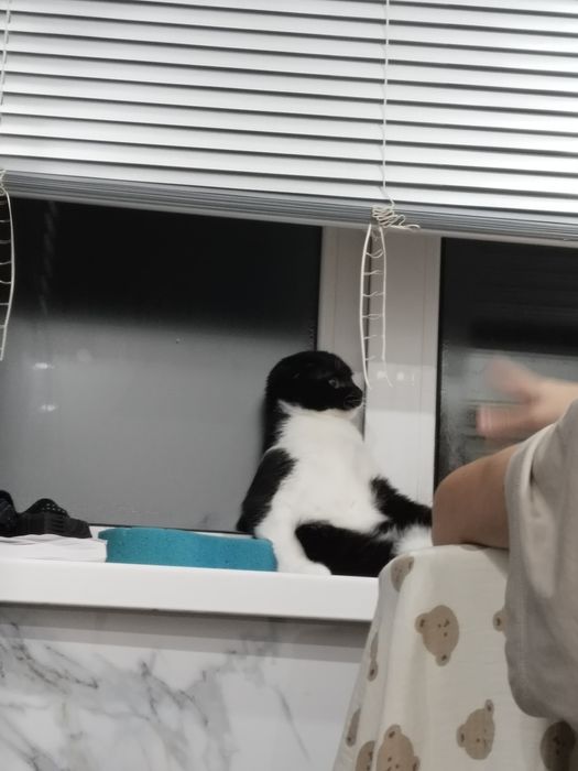 Отдам кошку в добрые руки