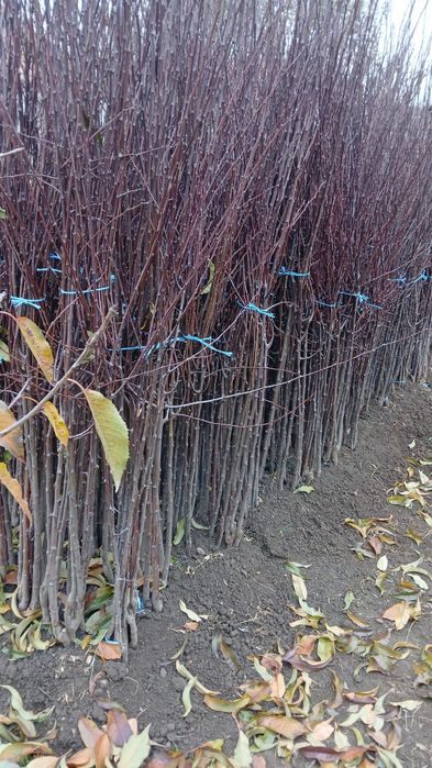 Producator vand pomi fructiferi