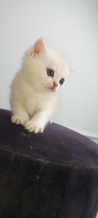 Серебристий шиншила