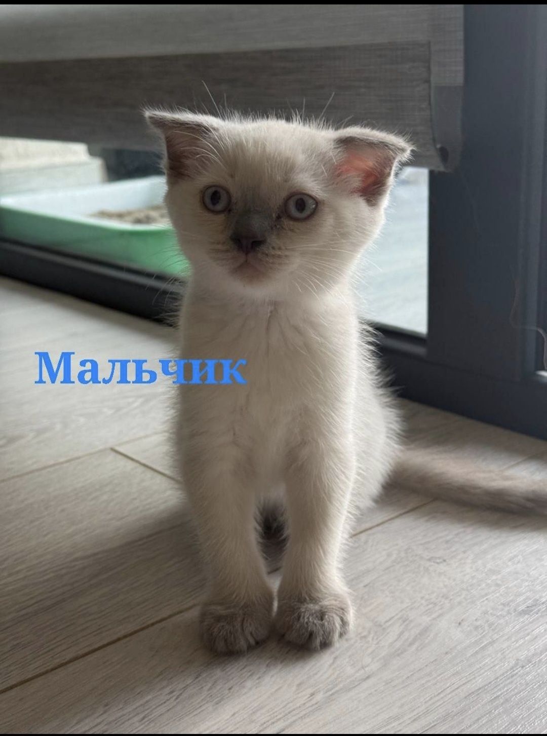 продаётся котят,