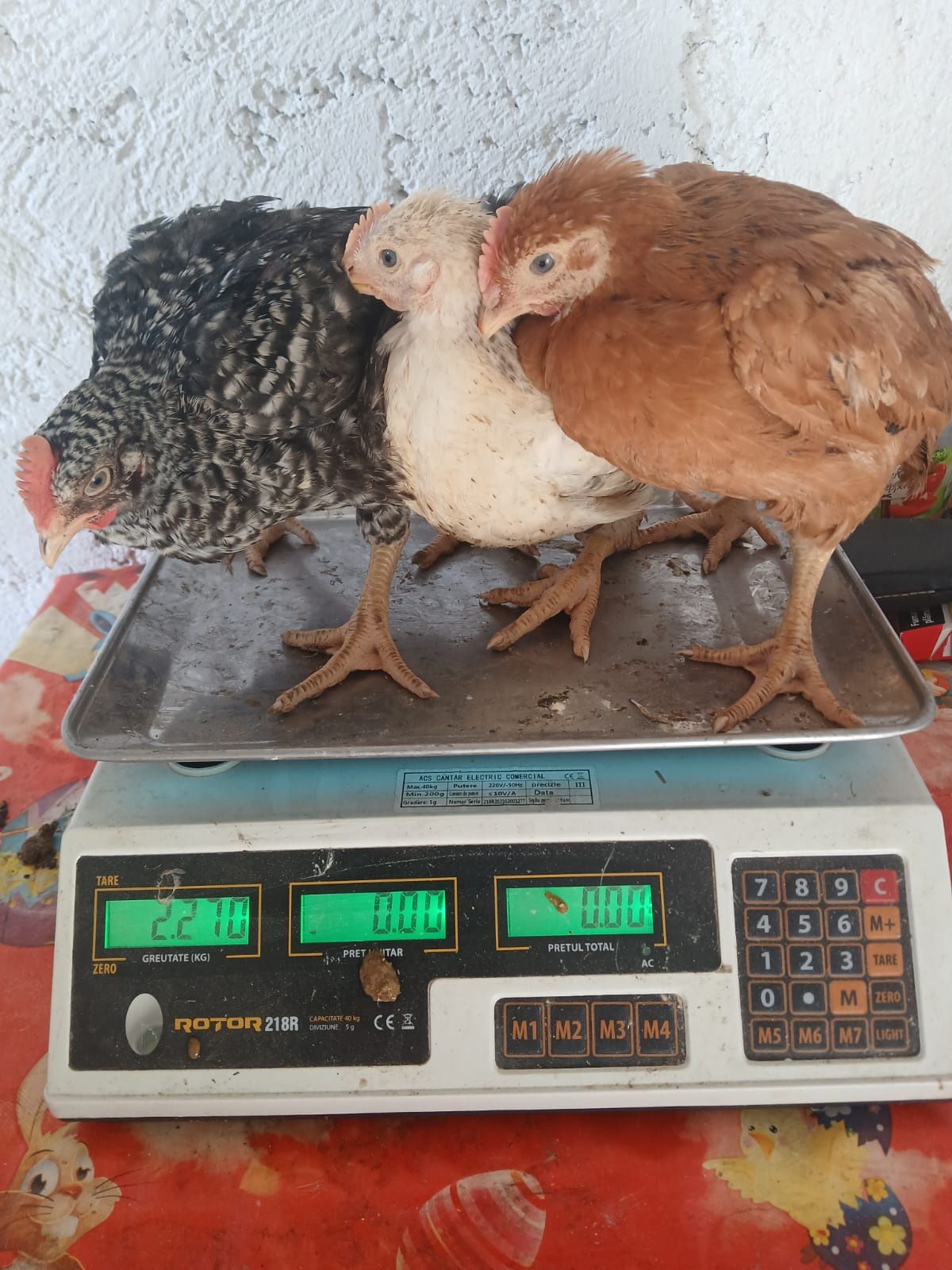 Pui de carne și rasă mixtă