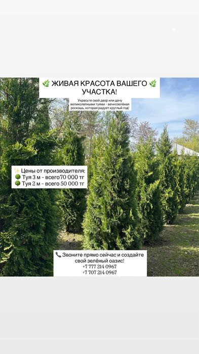 Туи Смарагд 2-3 метра