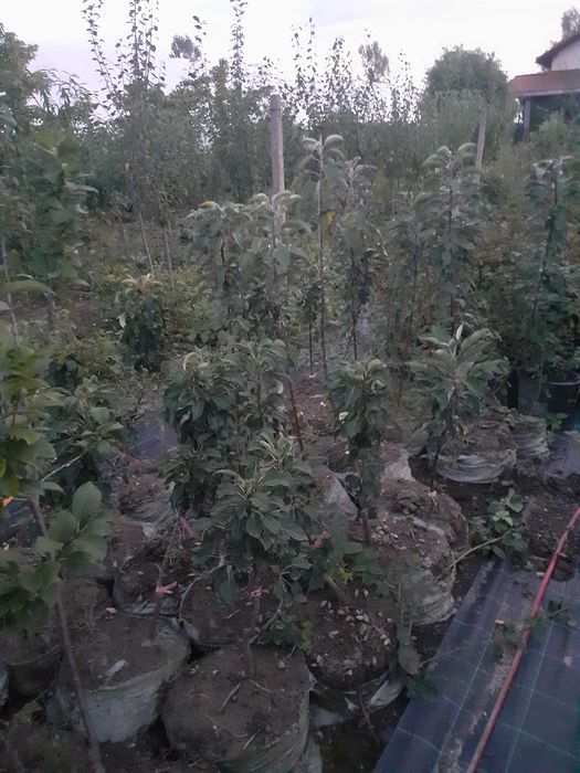 Pomi la container an 3