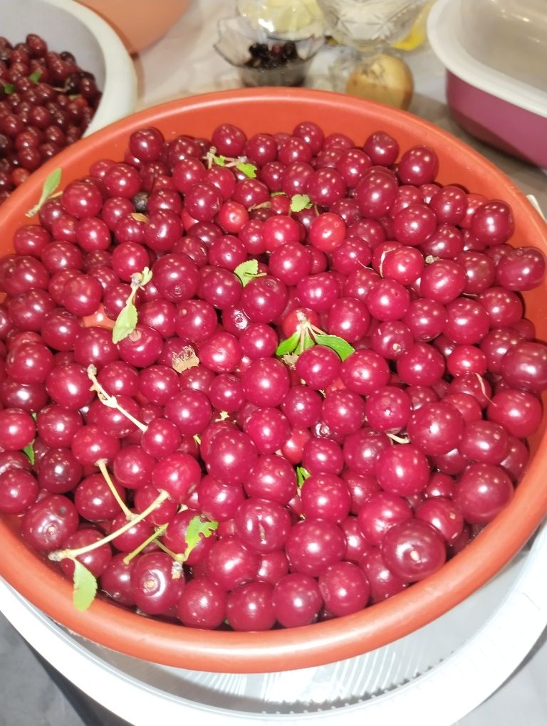 Продам вишню 850 лица