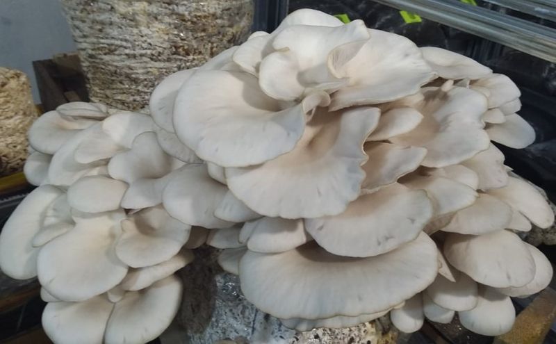 Гъби кладница, чували със заразен субстрат! " Ферма за гъби Койчеви