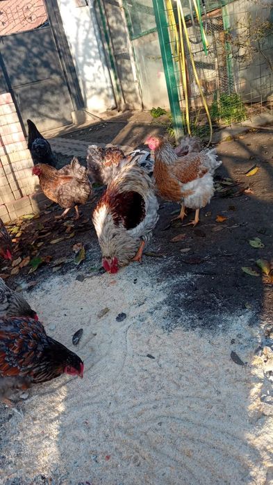 Vând cocos wyandotte diverse culori