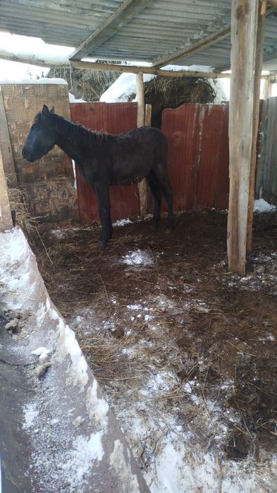 Продаю Жеребенка