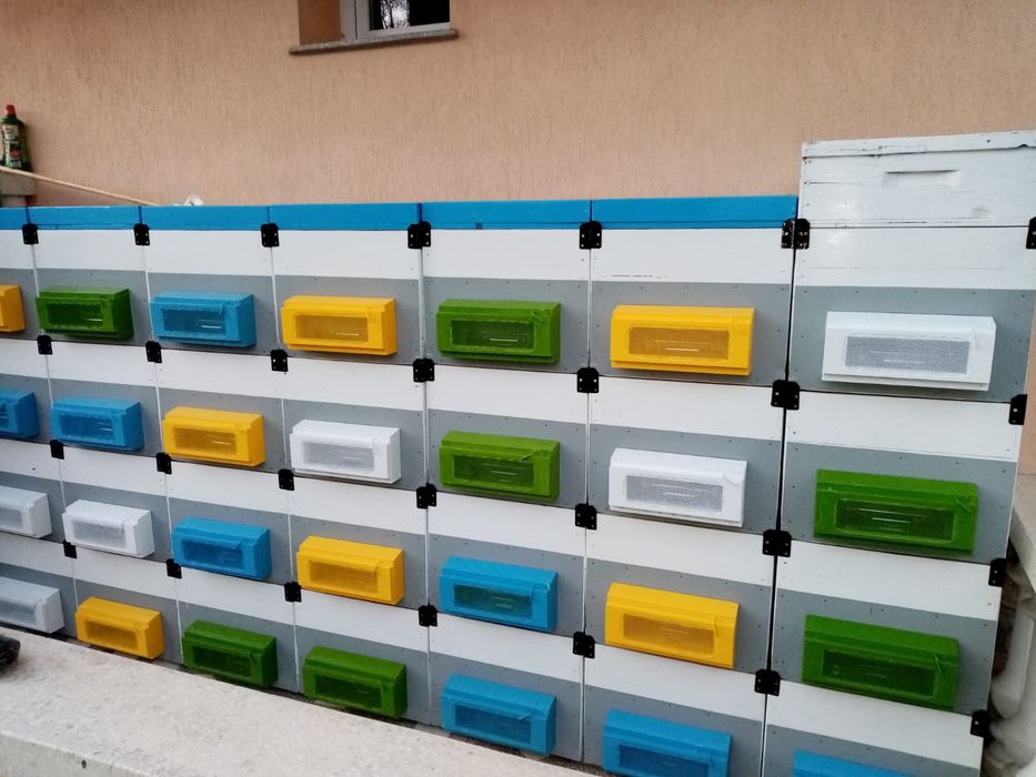 Vând  40 stupi pe 12 rame