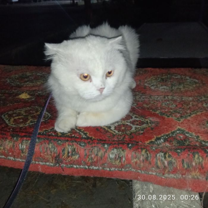 Приглашаем на вязку !!