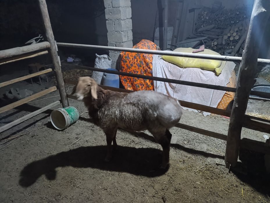 Арашан кучкор сотилади