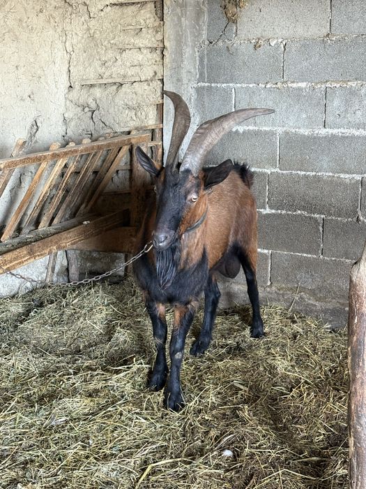 Țap alpin francez