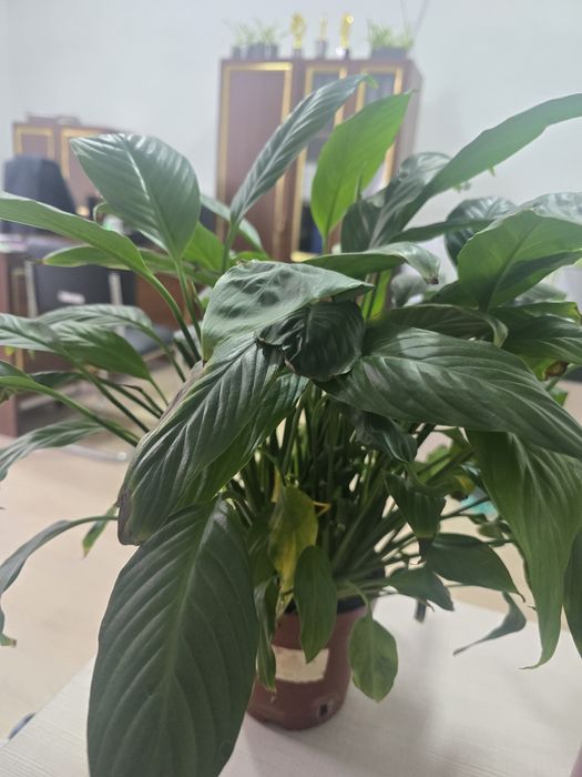 Спатифилум, лиана