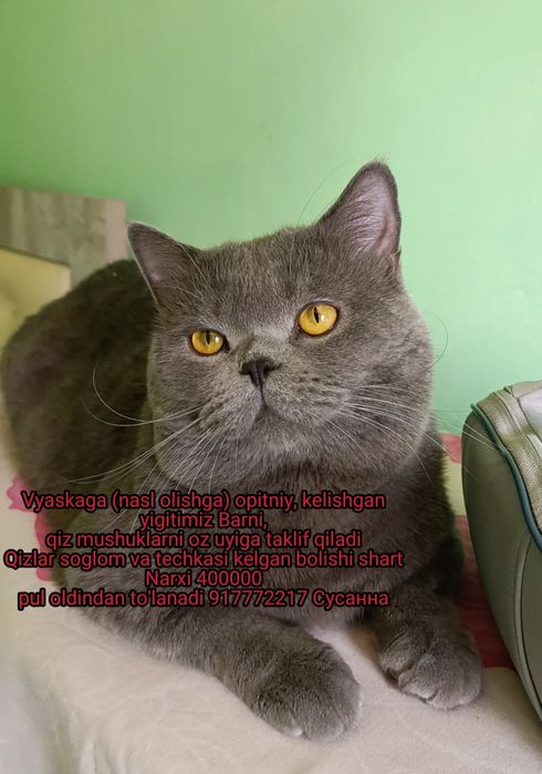 Вязка кота juftlashish