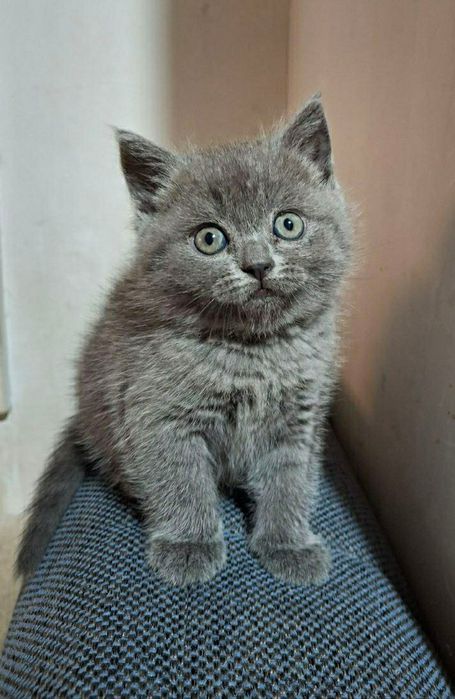 Продаётся Шотландский котёнок Страйт