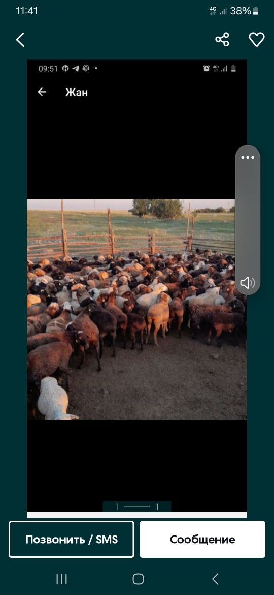 Продам Баранов хороших