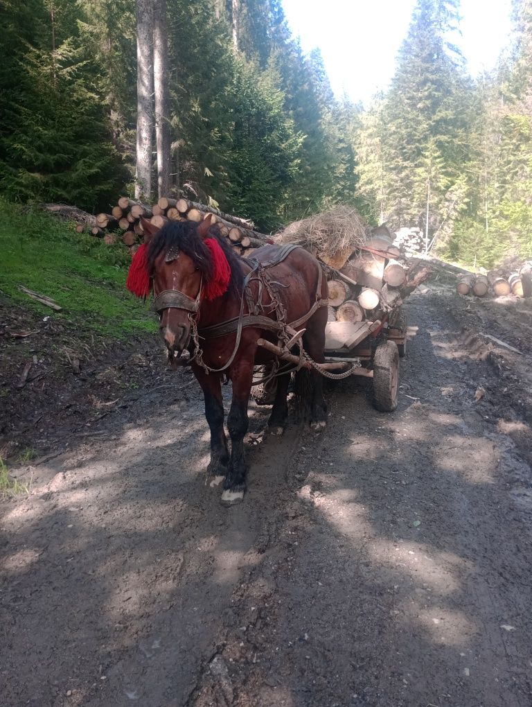 Vând sau schimb mânnz (armăsar)