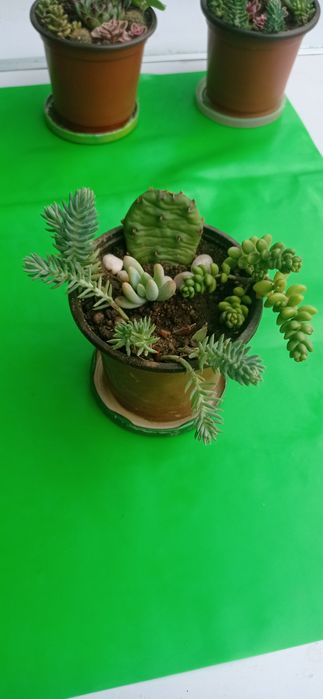 Цветя за офиса, стайни растения, саксии с аранжировки