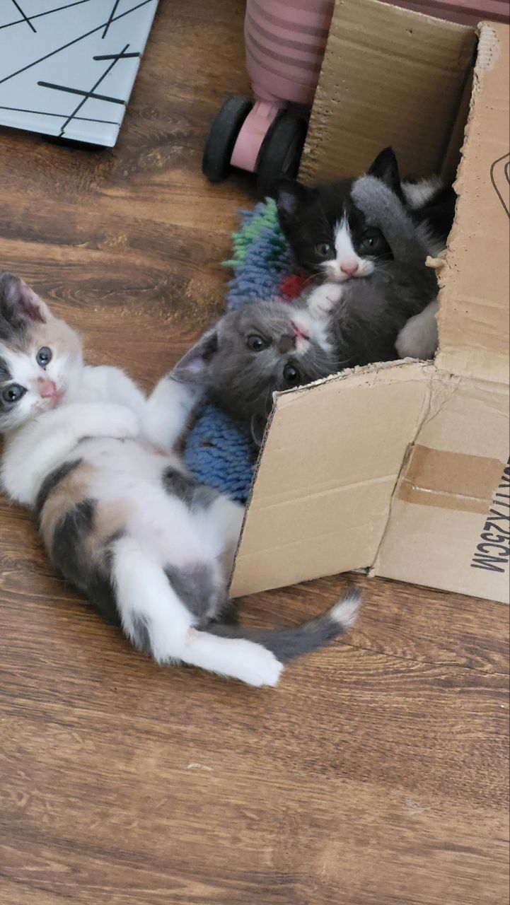 Котята в добрые руки