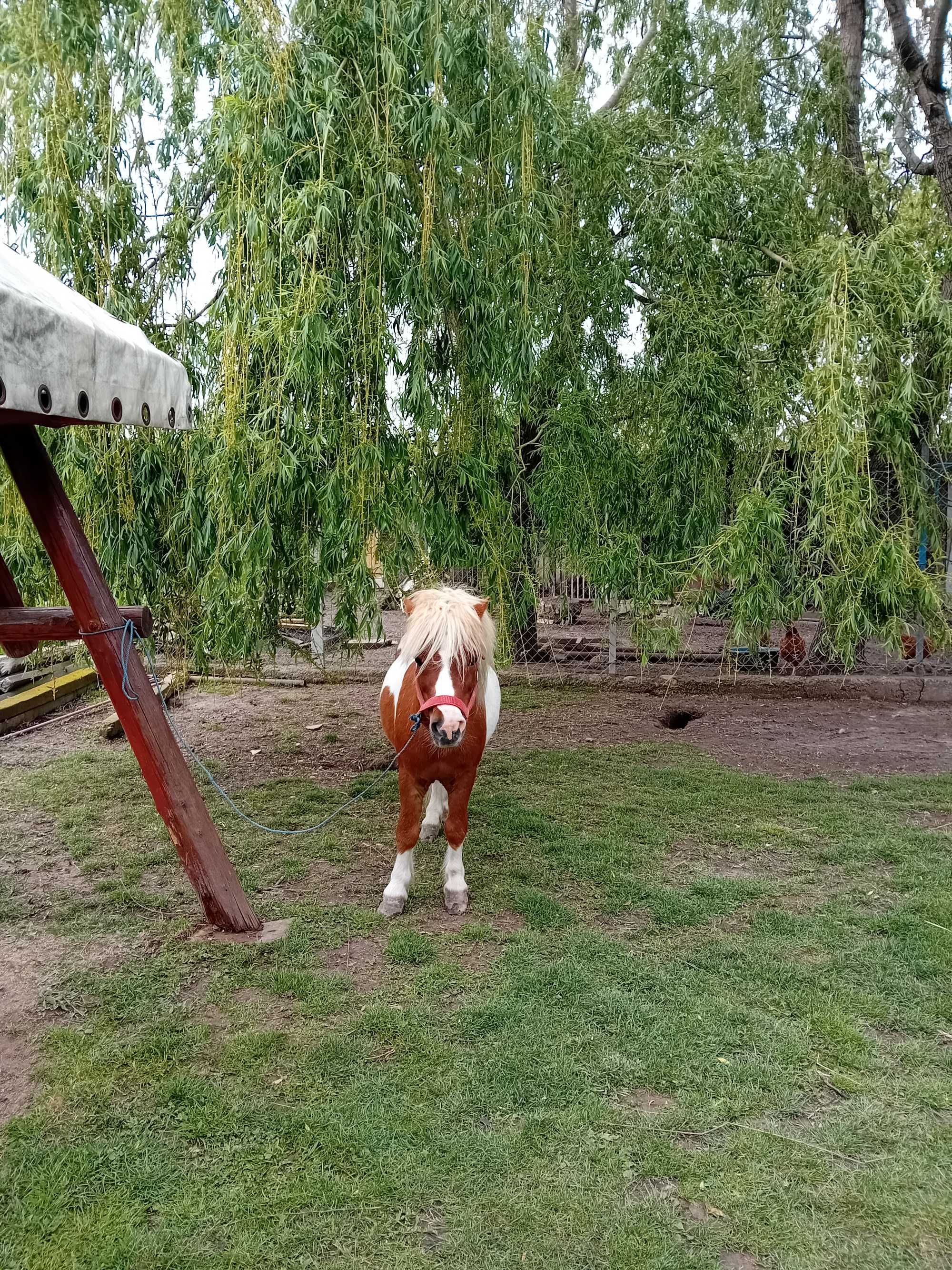 Vând ponei de talie mică foarte cuminte! ASIGUR TRANSPORT!