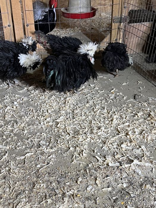 Vand familie de Motata Olamdeza