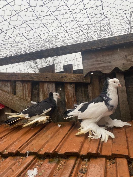 Porumbei Uriași maghiari