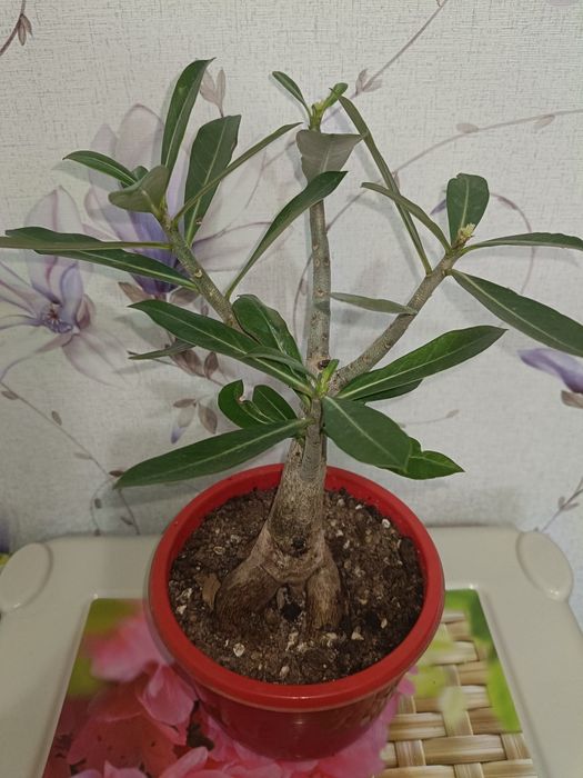 Адениум с бутонами