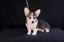 Mascul Corgi Tricolor