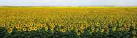 Торби слънчогледови семена - Пионер P64LE137 - 150.000 бройки