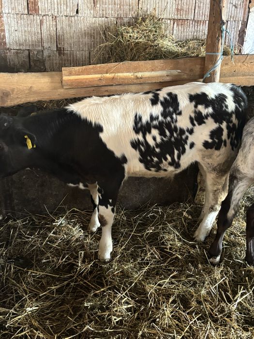 Vănd viței Belgieni