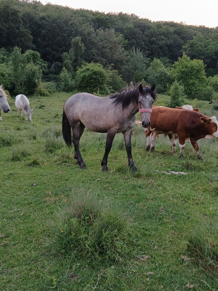 3 Cai de vanzare