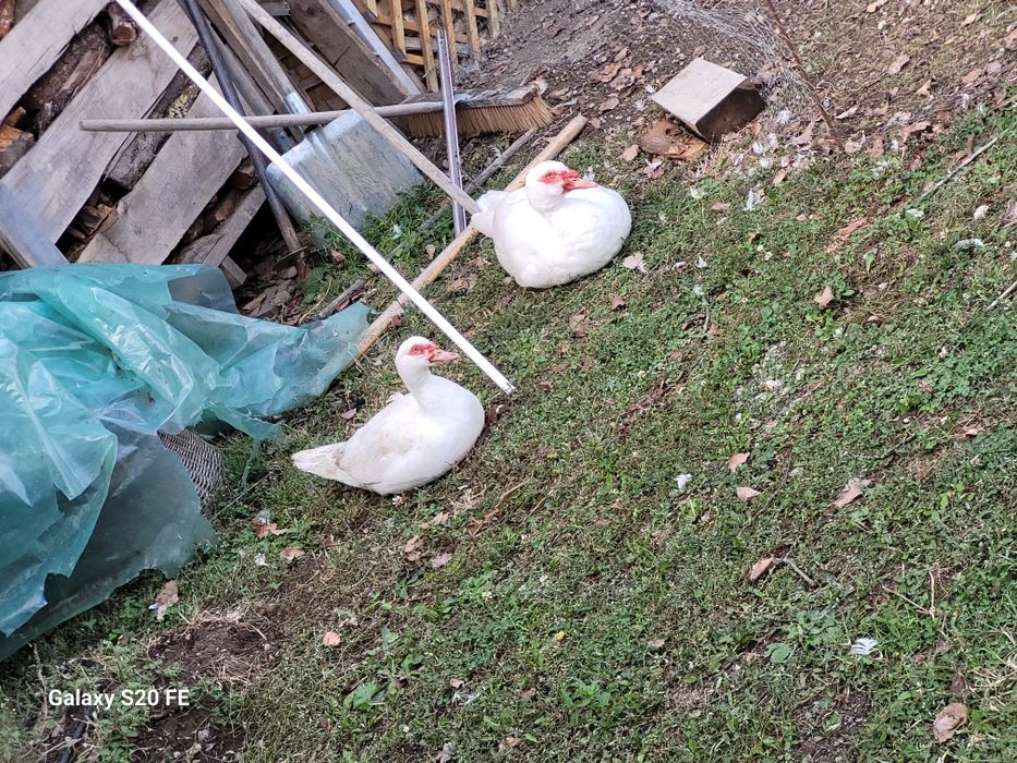 Pasari crescute  natural