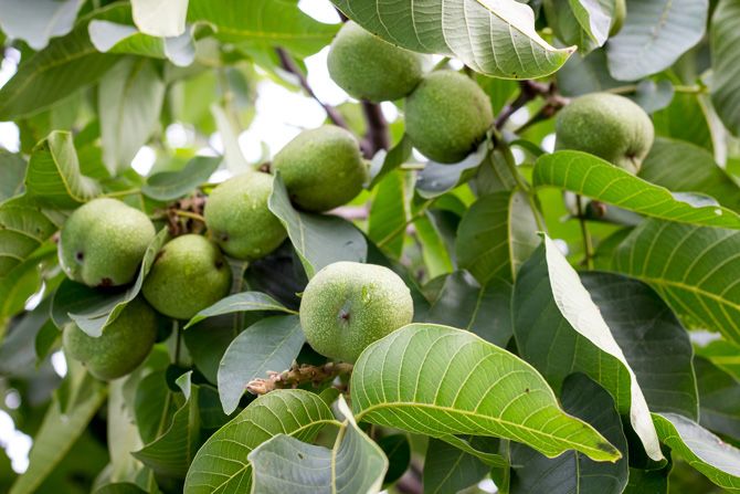 Nuc soiul  juglans.