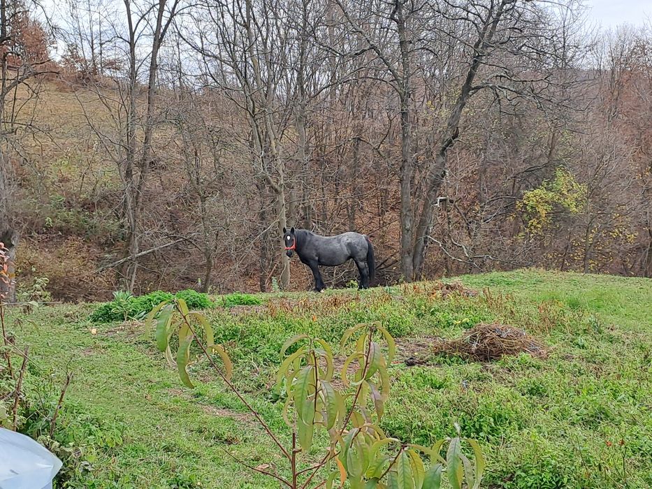 Cai de vânzare  iapa garantata padure etc