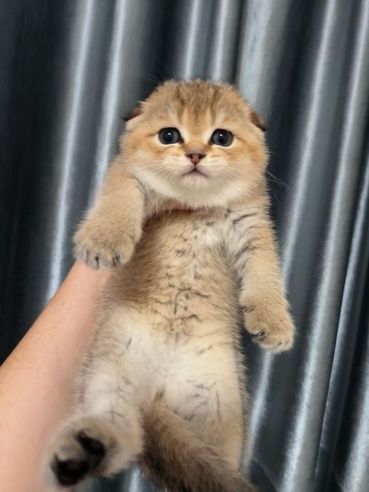 Котята от правильной вязки